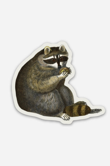 S59 Unbothered Raccoon - Gap Filler Sticker
