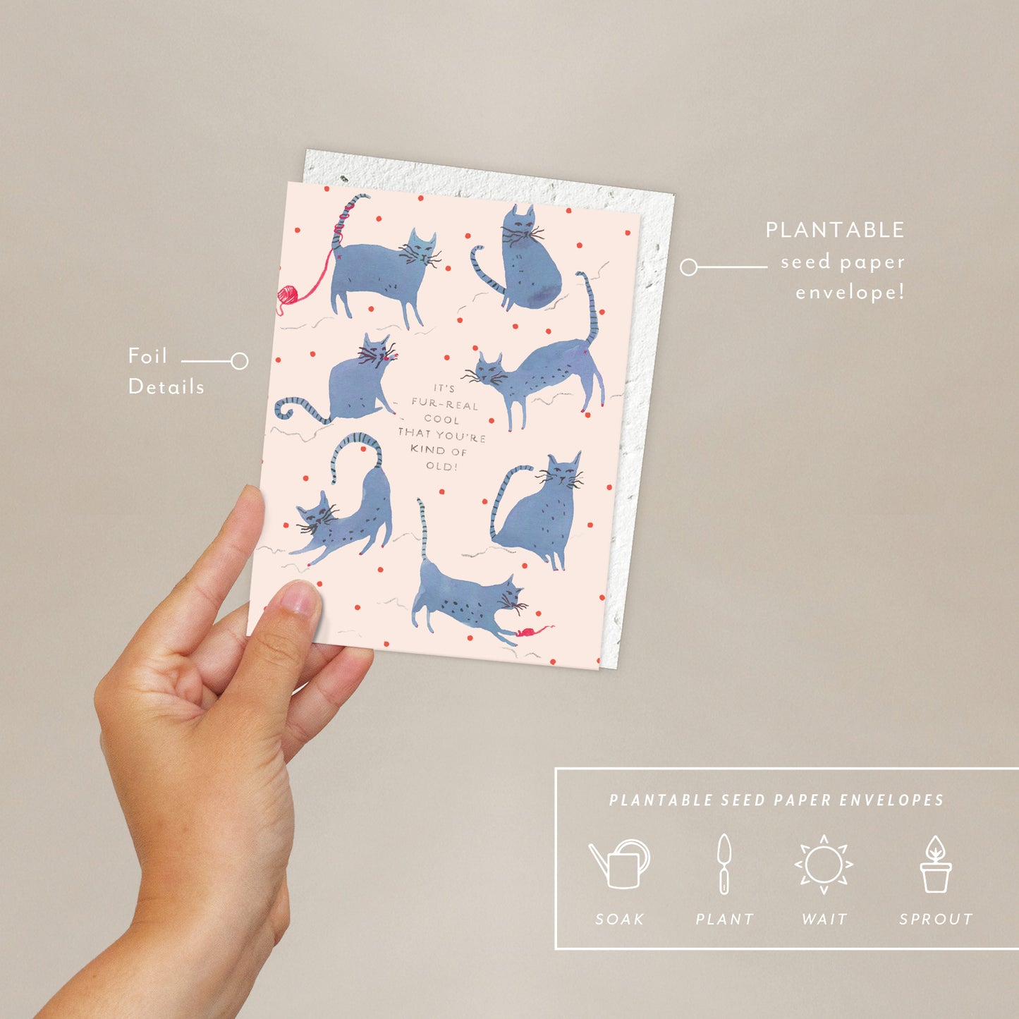 Playful Cats Birthday Card