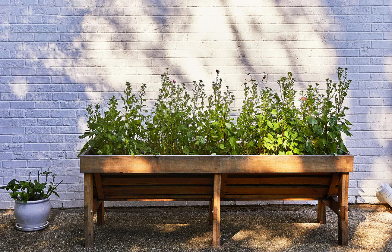 Pollinator Seed Pops