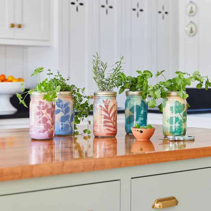 Garden Jars - Hydroponic Herb Growing Kit