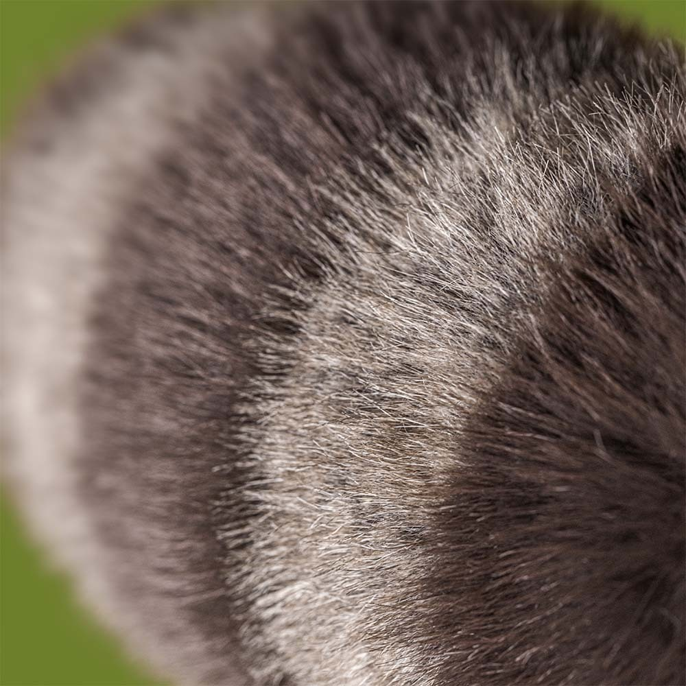 Trixiwoo Raccoon Plush Toy