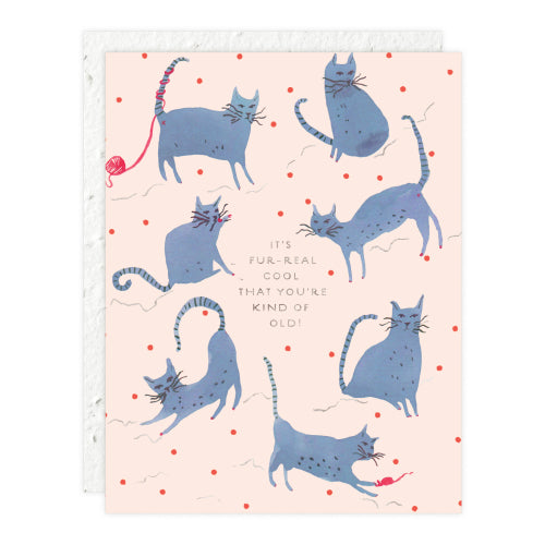 Playful Cats Birthday Card